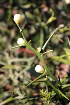 Poncirus trifoliata - citronečník trojlistý - trny
